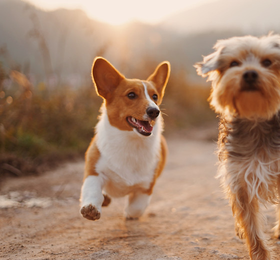 Home Gemini K9 Obedience Inc